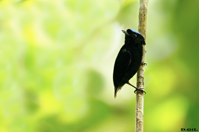 SALTARÌN CORONIAZUL (Lepidothrix coronata)